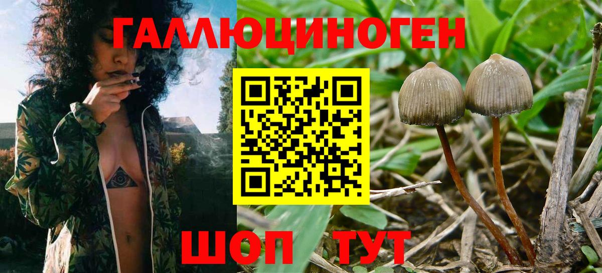 Псилоцибиновые грибы Cubensis Кубинка